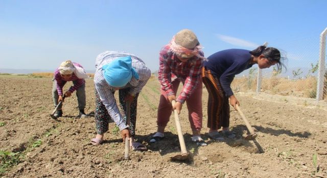 Tarımla uğraşanların yaş ortalaması arttı