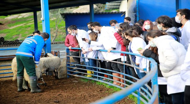 ADÜ Veteriner Fakültesi öğrencileri Sakız Koyunu Çiftliği’nde ders yaptı