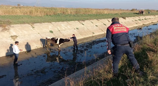 Ağıldan firar etti, başına gelmeyen kalmadı