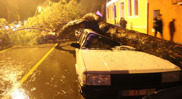 Devrilen çam ağacı, araçları hurdaya çevirdi