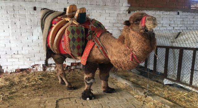 Ev, araba değil bu sefer 'pehlivan deve' haczedildi