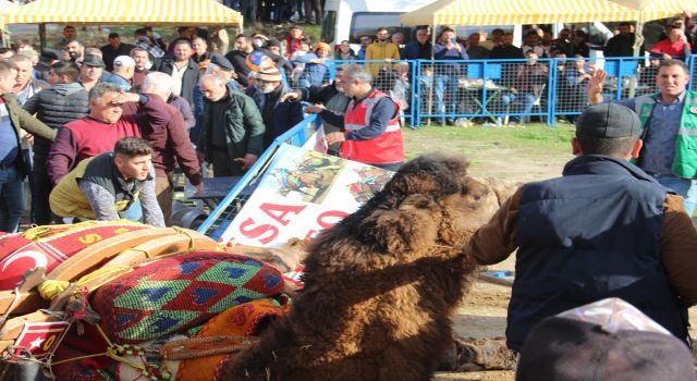 Köşk'te develer arenaya sığmadı, ortalık savaş alanına döndü