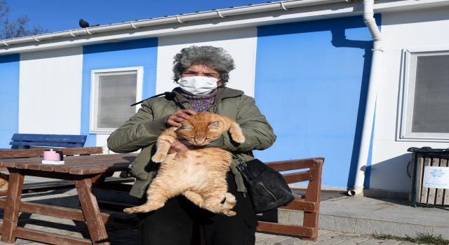 Kuşadası'nda hasta kedilere özel tedavi ünitesi