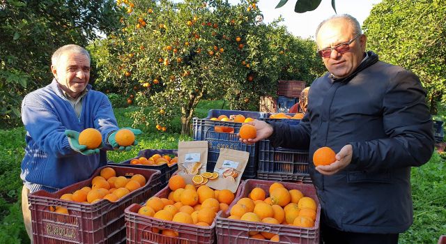 Kuyucak portakalı, Antalya portakalına rakip oldu