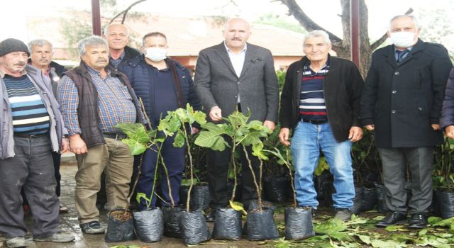 Kuyucak’ta siyah incir fidanları üreticilere dağıtıldı