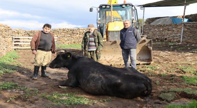 Nazilli'de doğum yapan ineğe yardım eli