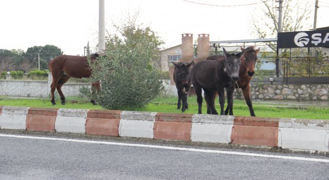 Sürücülerin başı boş hayvanlarla imtihanı