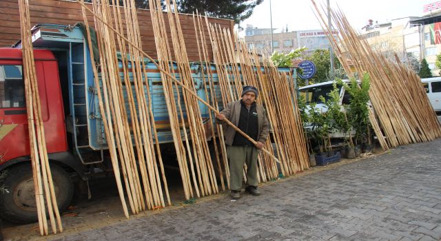 Teknolojiye kafa tutan zeytin toplama yöntemi 