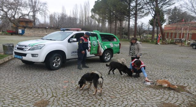 Aydın'da Jandarma timleri sokak canlarına sahip çıkıyor