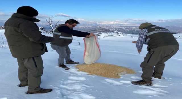 Aydın’da yaban hayvanlarına yemleme yapıldı