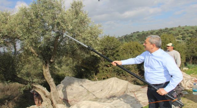 Başkan Kaplan zeytin hasadına katıldı