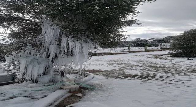  Çeşme patladı, ağaçta ilginç görüntüler oluştu