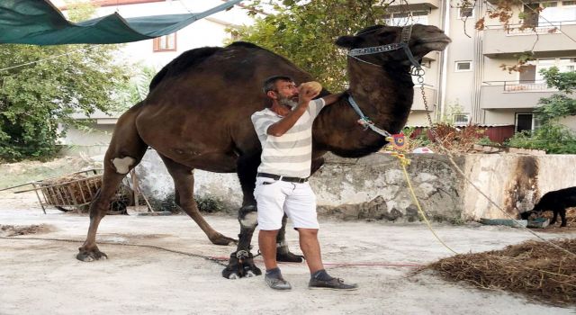 Devenin saldırdığı adam hayatını kaybetti