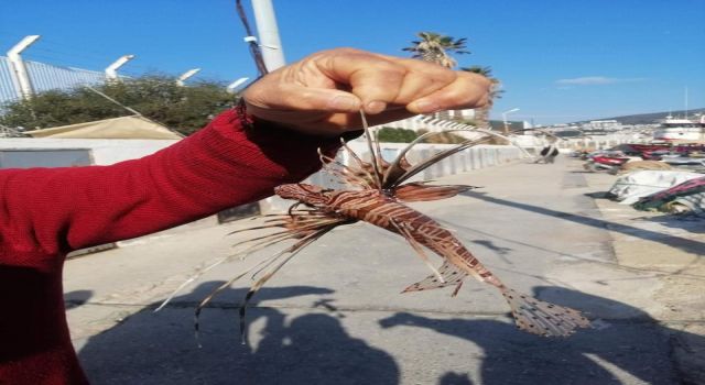 Kuşadası'nda zehirli aslan balığı yakalandı