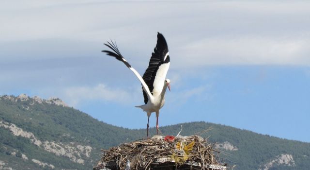 Leylekler bu yıl erken geldi