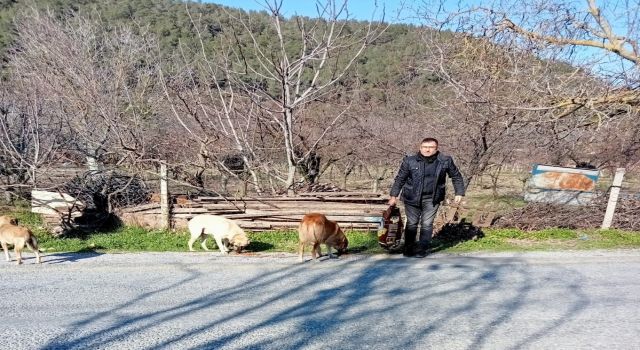 MHP Kuşadası İlçe Başkanı İnan, sokak canlarına besleme yaptı