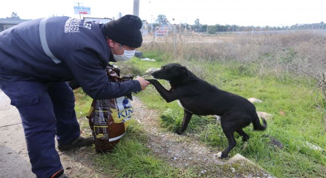 Soğuk havalarda Efeler'de can dostları unutulmadı 