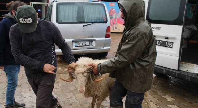 Sürüsünden ayrılan Maviş korumaya alındı