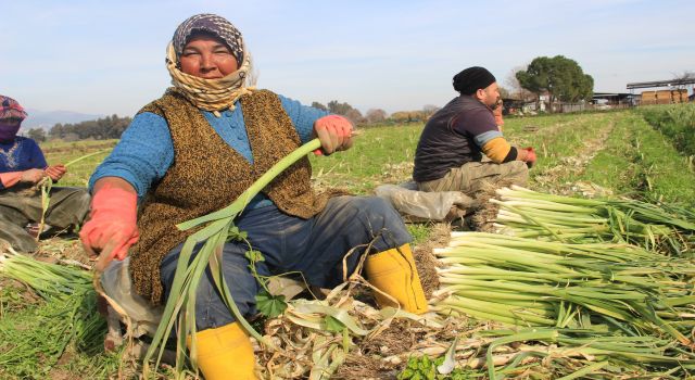 Aydın'da pırasalar toplanmaya başladı