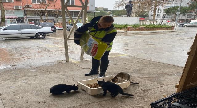 Buharkent sokak canlarının yanında