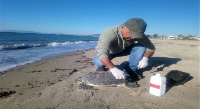 Nadir görülen deniz canlıları ölü olarak karaya vurdu