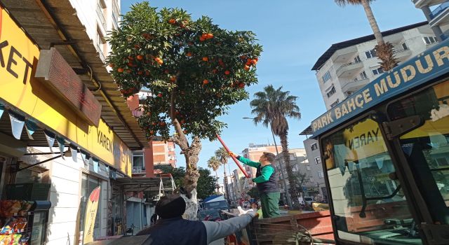 Nazilli’de toplanan turunçlar öğrencilere burs oluyor