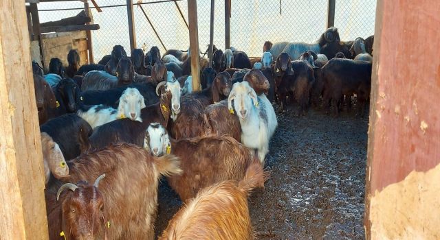 Yağmur sonrası ahırda mahsur kalan hayvanlar kurtarıldı