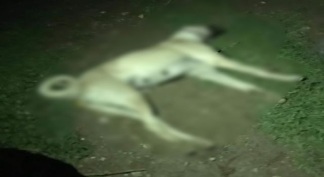 Eski muhtarın tüfekle köpekleri vurduğu iddiası