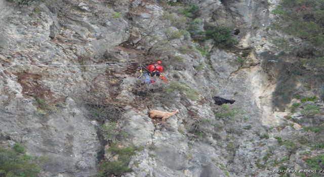 Kayalıkta mahsur kalan keçilerin yardımına AKUT koştu