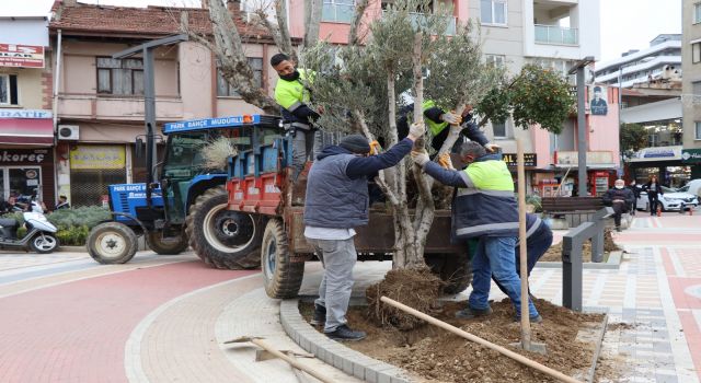 Nazilli Belediyesi’nden ‘zeytinime dokunma’ çağrısı