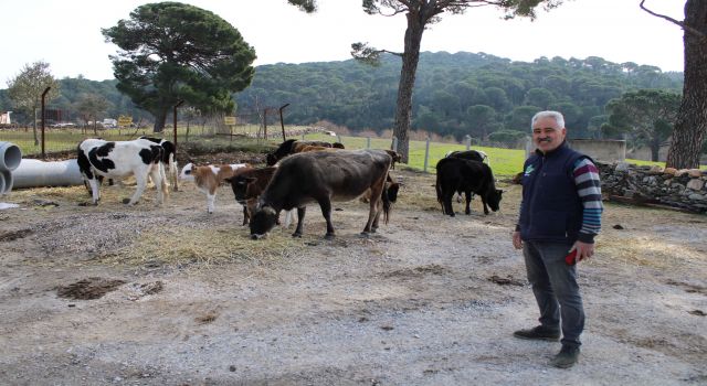 Ormanların bekçisi yangın savar inekler