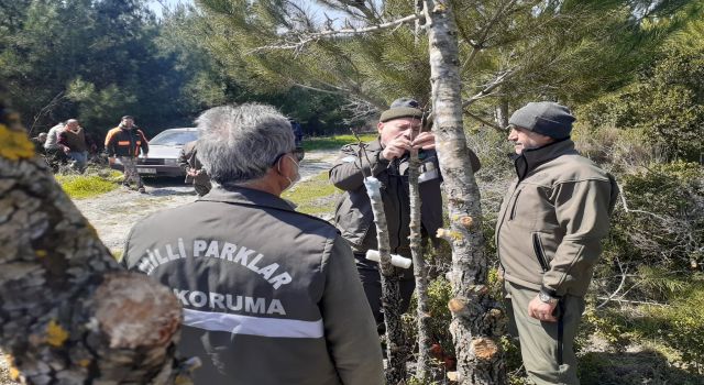 Verimsiz meyve ağaçları yabani hayvanlar için aşılandı