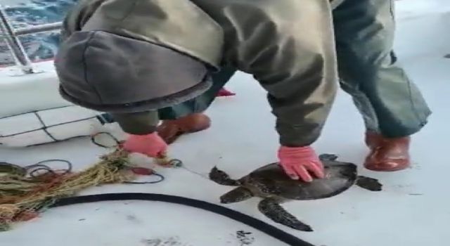 Yavru kaplumbağa balıkçı ağına takıldı