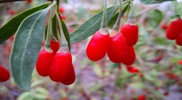 Aydın Büyükşehir Belediyesi'nden Yaban mersini, goji berry ve aronya dikimi 