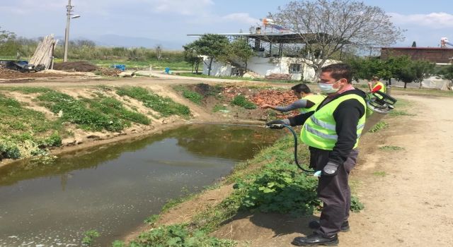 Nazilli’de vektörle mücadele çalışmaları devam ediyor