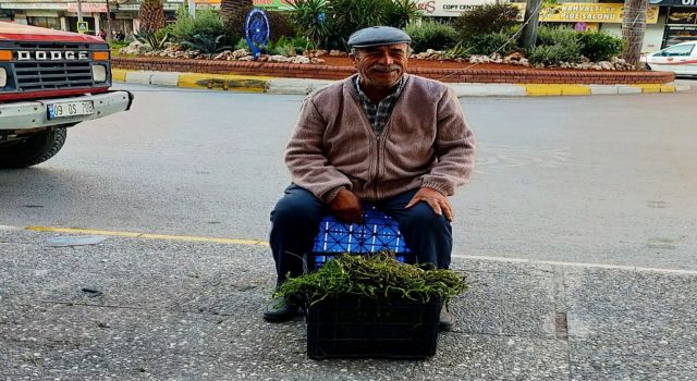 Sarmaşık otu kapış kapış gidiyor