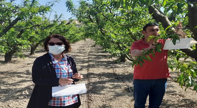 Şeftali bahçelerinde zararlı kontrolleri yapılıyor