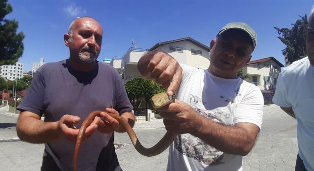 Doğa dostu oluklu kertenkeleye dikkat çekildi