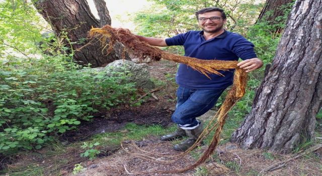 İçme suyu hattından ağaç kökü çıktı