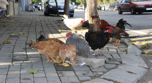 Kene savar tavuklara rağbet arttı