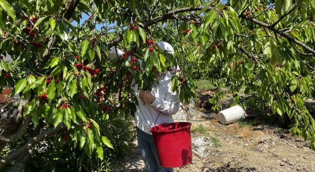 Kuşadası’nda kiraz hasadı başladı