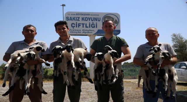  Sakız Koyunu Çiftliği’nde doğumlar başladı