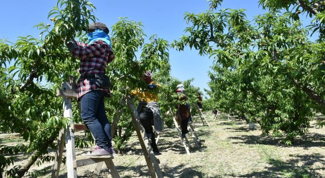 Şeftali bahçelerinde kontroller aralıksız sürüyor