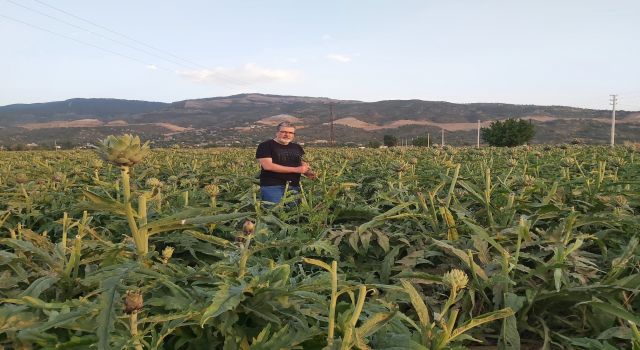 Sofrada karaciğerin dostu, laboratuvarda kanserin düşmanı 