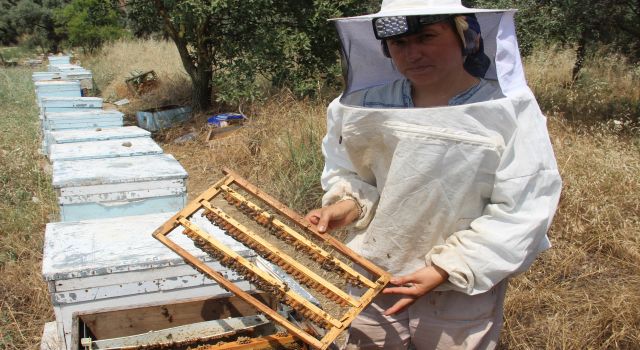 'Arı sütü' altınla yarışıyor