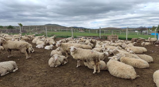 Aydın'da kurban kesim ve hareketliliklerinde uyulması gereken esaslar belirlendi