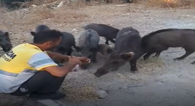 Belediye işçisi, yaban domuzlarını elleriyle besledi