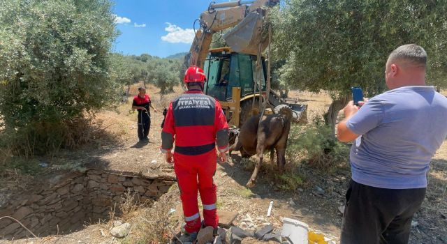 Foseptik çukuruna düşen inek kurtarıldı