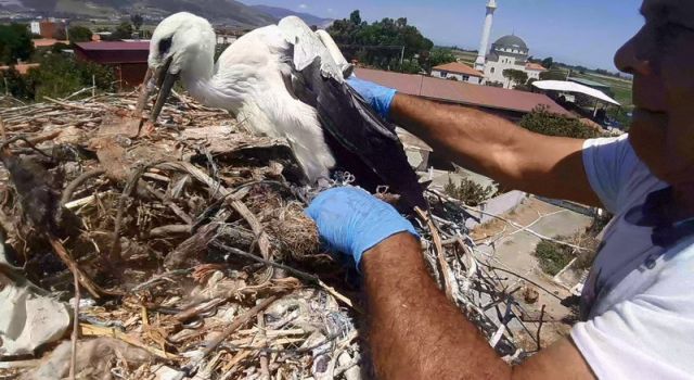 Gelişigüzel doğaya atılan ipler leylekleri öldürüyor