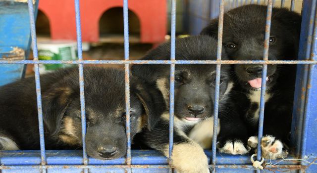 Kuşadası’nda sadık dostlar güvende